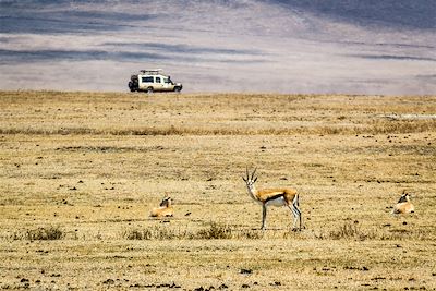 Antilope - Cratère du Ngorongoro - Tanzanie