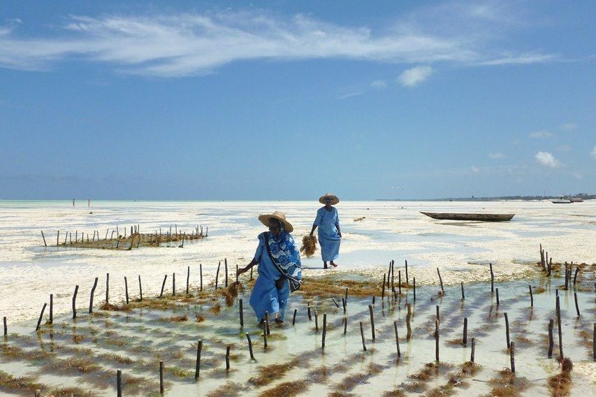 Safari en Tanzanie et rêveries à Zanzibar 