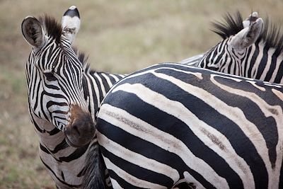 Voyage  Ngorongoro