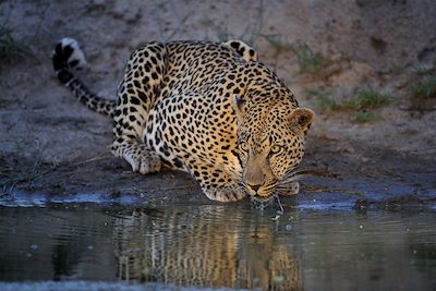 Sabi Sabi - The Earth Lodge - Réserve Privée de Sabi Sand - Afrique du Sud