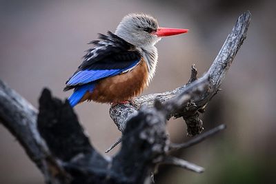 Legendary Lodge - Arusha - Tanzanie