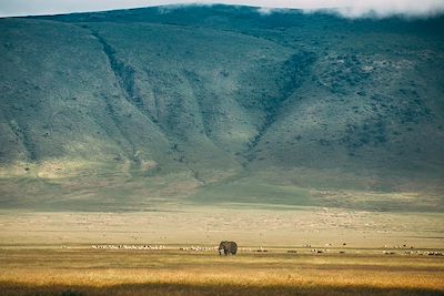 Tarangire Tortilis Camp - Parc du Tarangire - Tanzanie
