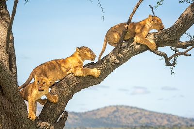 Lions sur une branche - Tanzanie