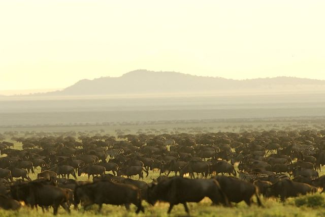Voyage Spécial grande migration du Serengeti