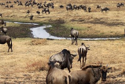 Safari Tanzanie