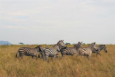 Parc national du Serengeti - Tanzanie