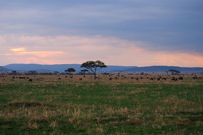 Parc national du Serengeti - Tanzanie