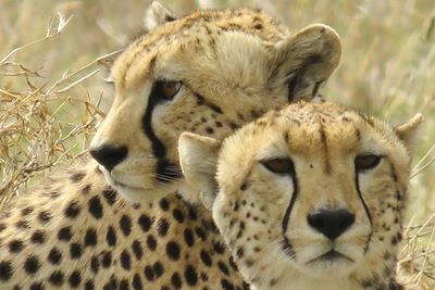 Safari - Parc national du Serengeti - Tanzanie