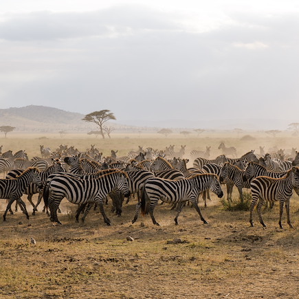 Voyage Ngorongoro