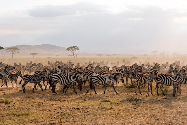 Voyage Spécial grande migration du Serengeti
