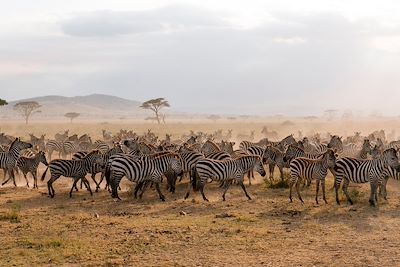 Voyage  Serengeti