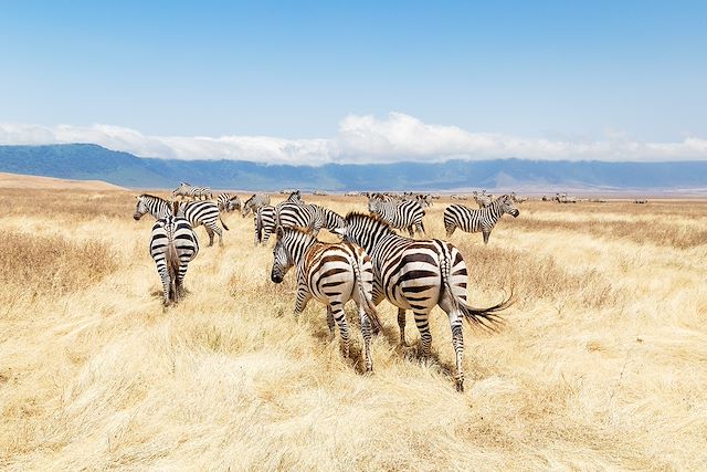 Voyage Spécial grande migration du Serengeti