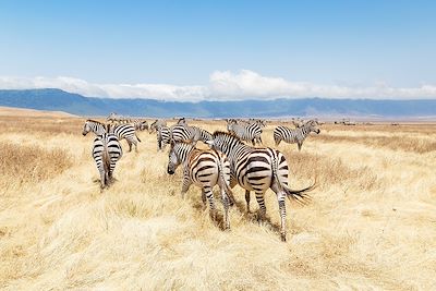 Zèbres en Tanzanie 