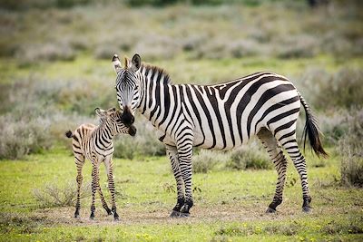 Zèbres - Parc national de Serengeti - Tanzanie