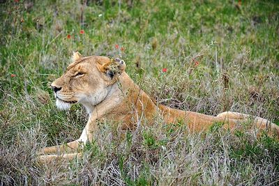 Lionne - Parc Ngorongoro - Tanzanie