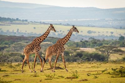 © Nick Dale/Design Pics / Photononstop - Girafes - Serengeti - Tanzanie Girafes - Serengeti - Tanzanie