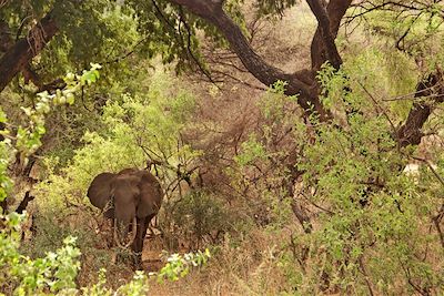 Parc national du lac Manyara - Vallée du Rift - Région d'Arusha - Tanzanie