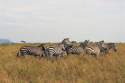 © Marie-Astrid Peltier - Parc national du Serengeti - Tanzanie Parc national du Serengeti - Tanzanie