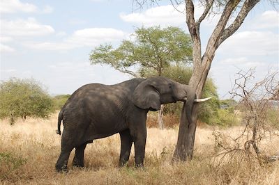 Parc national de Tarangire - région de Manyara - Tanzanie