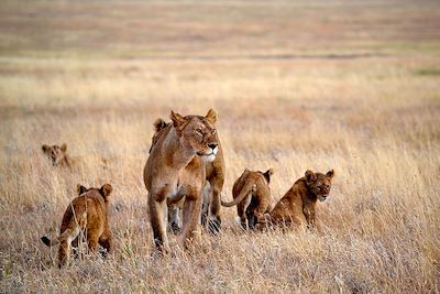 Namiri Plains - Serengeti - Tanzanie