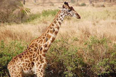 Voyage Du parc du Serengeti au lac Natron  2