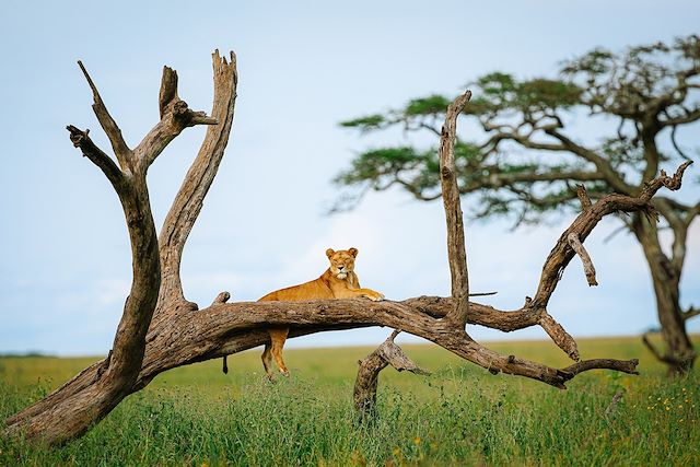 Voyage Du parc du Serengeti au lac Natron 