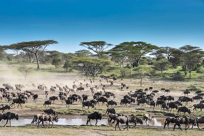 Safari en véhicule Serengeti