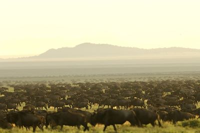 Voyage Au cœur de la grande migration du Serengeti 1