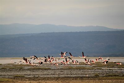 Flamants roses du N'Gorongoro - Tanzanie