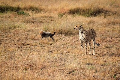 Guépards au parc du Serengeti - Tanzanie