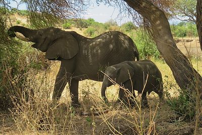 Safari - Parc national de Tarangire - Tanzanie