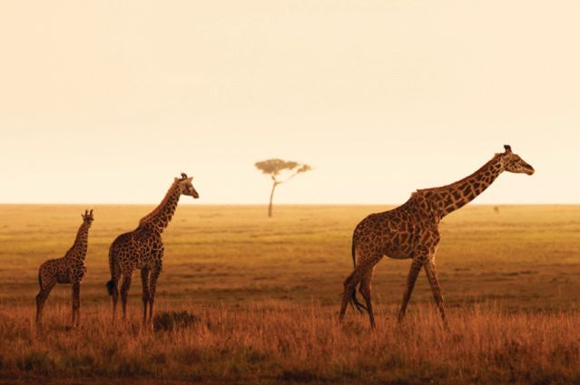 Safari Zanzibar