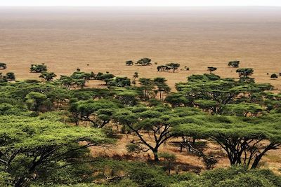 © Yann Guiguen - Vue du parc de Serengeti - Tanzanie Vue du parc de Serengeti - Tanzanie