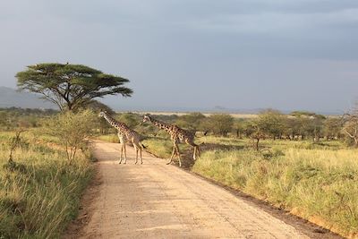 © David Brunet - Entre Karatu et le parc national du Serengeti - Arusha - Tanzanie Entre Karatu et le parc national du Serengeti - Arusha - Tanzanie