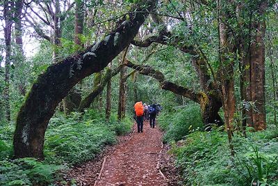 © Florian Hauer - Trek entre Arusha et Machame Hut - Kilimandjaro - Tanzanie Trek entre Arusha et Machame Hut - Kilimandjaro - Tanzanie