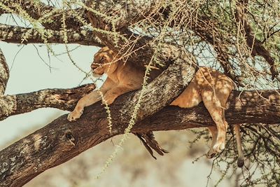 Lion sur un arbre - Tanzanie 