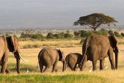 Elephants - Tanzanie 