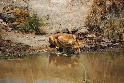 Lionne s'abreuvant - Parc du Serengeti - Tanzanie