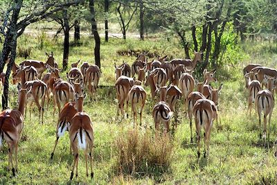Troupeau de gazelles thomson - Tanzanie