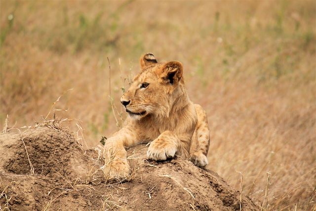 Voyage Sur les traces de Simba le lion