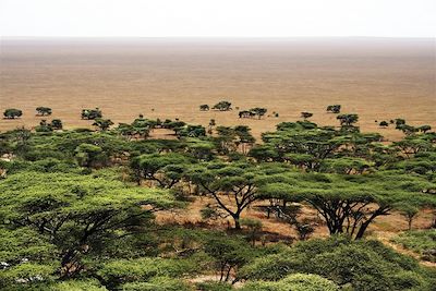 Vue du parc de Serengeti - Tanzanie
