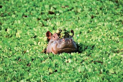 © istockphoto.com/GomezDavid - Hippopotame - Tanzanie Hippopotame - Tanzanie