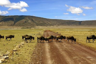 © Yann Guiguen - Le massif du Ngorongoro - Tanzanie Le massif du Ngorongoro - Tanzanie