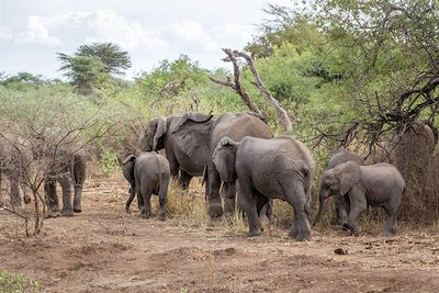 © Fabien Guenzi - Eléphants - Parc du lac Manyara - Tanzanie Eléphants - Parc du lac Manyara - Tanzanie