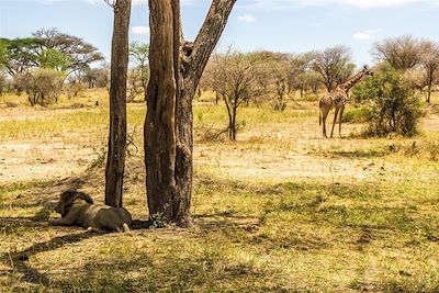 © Fabien Guenzi - Lion et girafe - Parc national du Tarangire - Tanzanie Lion et girafe - Parc national du Tarangire - Tanzanie