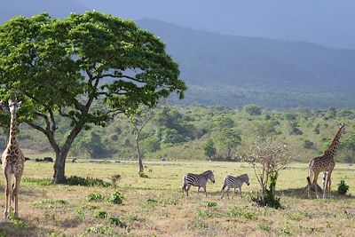 Parc d'Arusha - Tanzanie