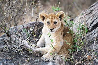 Voyage  Ngorongoro