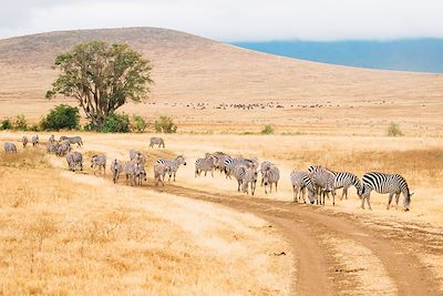 Grande expédition tanzanienne