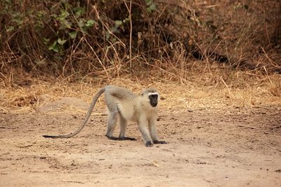 Parc national du lac Manyara - Vallée du Rift - Région d'Arusha - Tanzanie