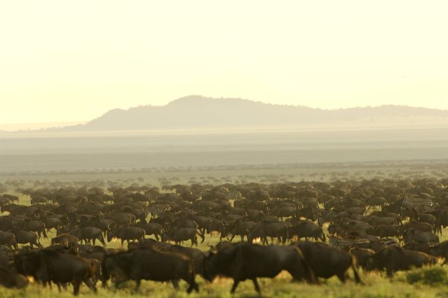 Sanctuary Serengeti Migration Camp - Serengeti - Camps Mobiles - Tanzanie